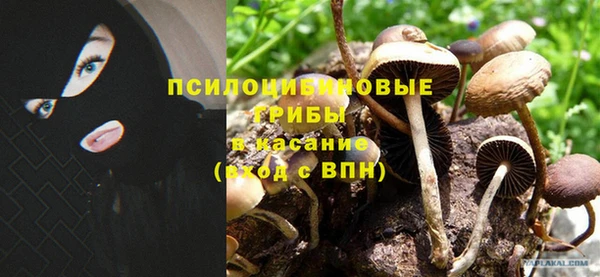 стаф Арсеньев
